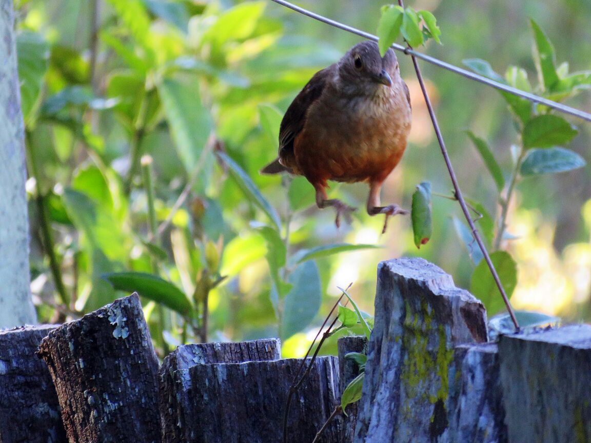 Observação de Aves na Estância Mimosa