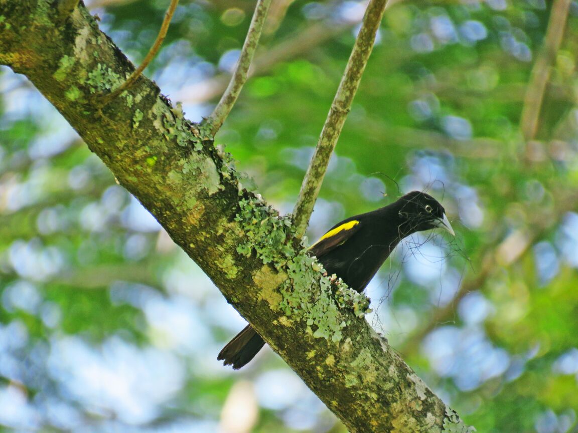 Observação de Aves na Estância Mimosa