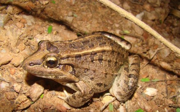 585_2500_1Novas espécies de anfíbios e répteis são encontradas na Estância Mimosa. Leptodactylus chaquensis. Foto: José Luiz Massao