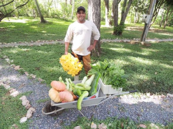 Consultor da Nomad Brasil auxilia colheita de verduras na Estância Mimosa
