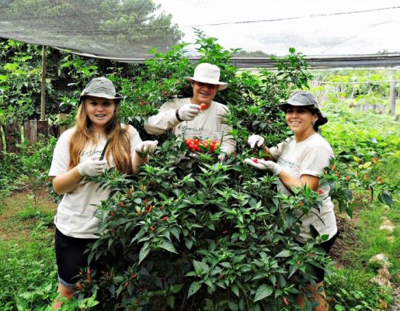 Horta orgânica produz boa safra de pimentas na Estância Mimosa Ecoturismo