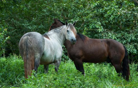 Novos cavalos integram a tropa da Estância Mimosa