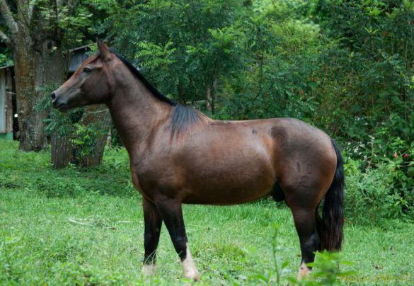 Novos cavalos integram a tropa da Estância Mimosa