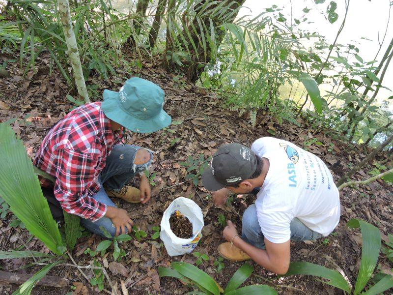 Coletas de sementes na Estância Mimosa