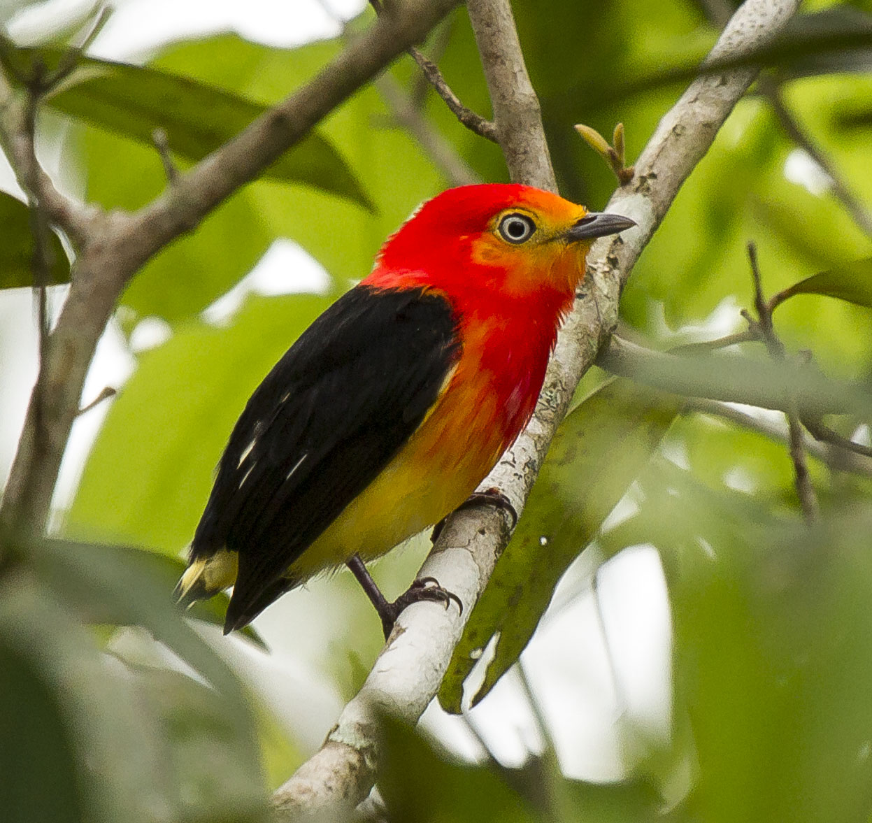 Pipra fasciicauda - Foto Mauricio Godoi