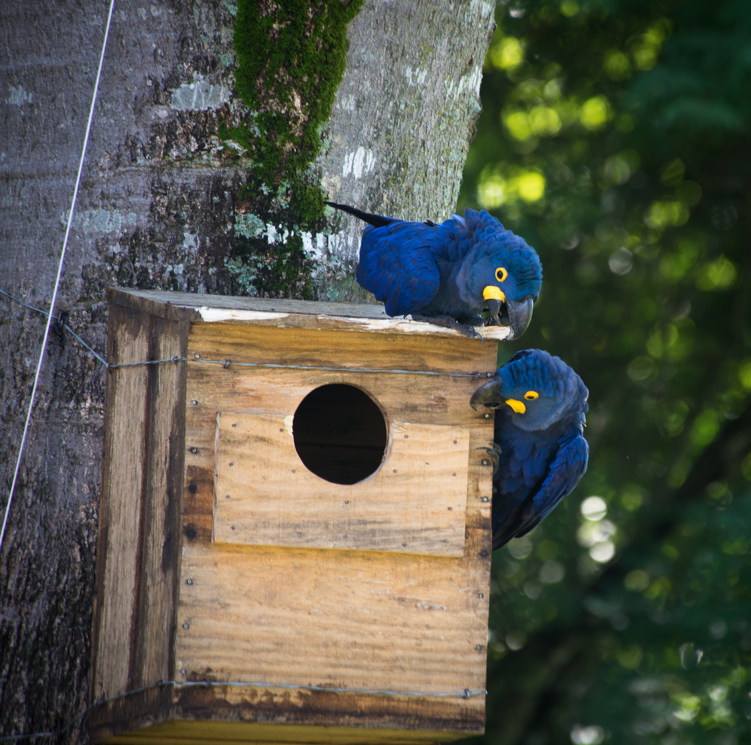 Observação de aves: araras-azuis são nova atração na Estância Mimosa Ecoturismo, em Bonito-MS