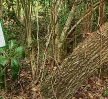 Placas de identificação de espécies de árvores são instaladas na RPPN Estância Mimosa