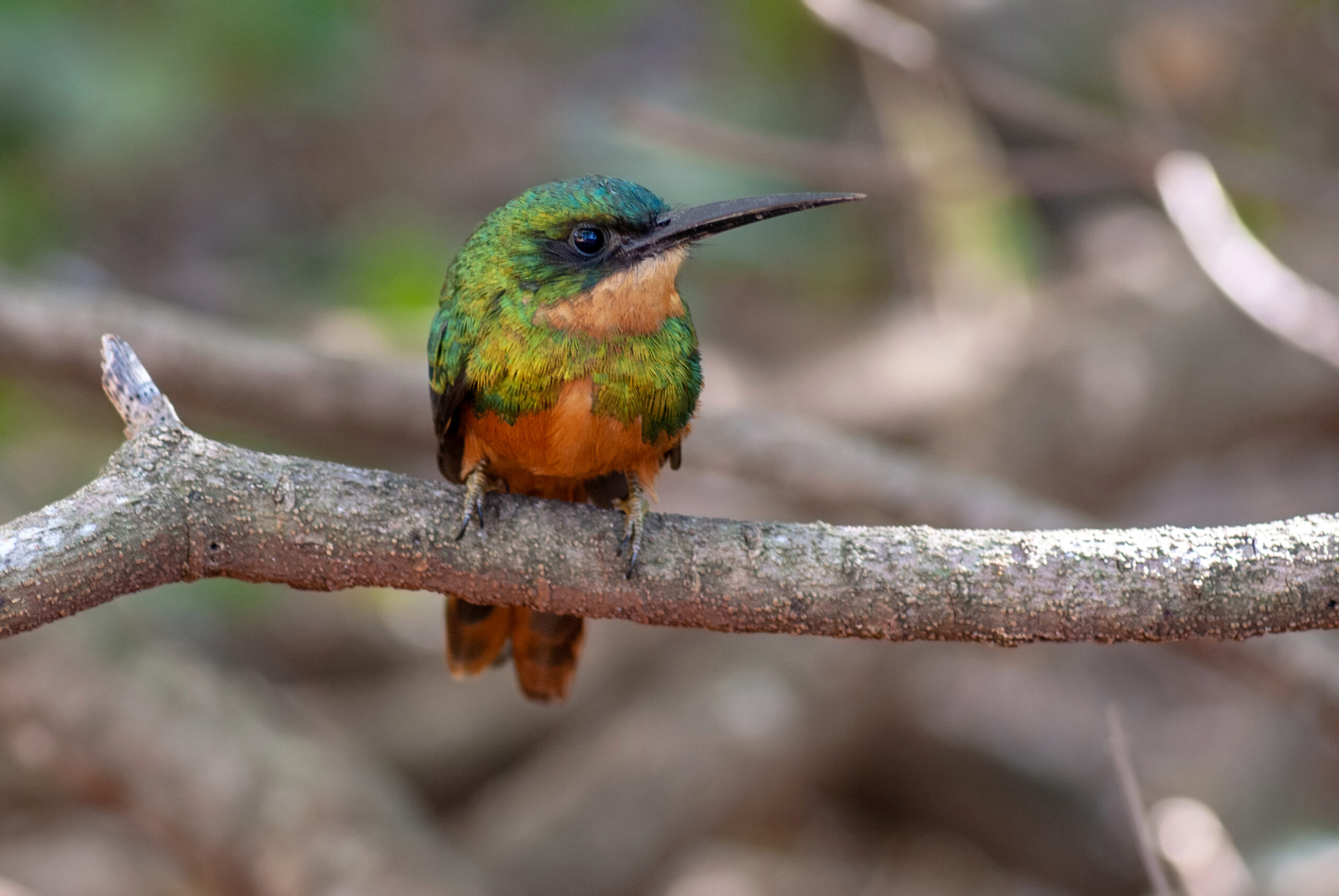 Observação de Aves em Bonito/ MS