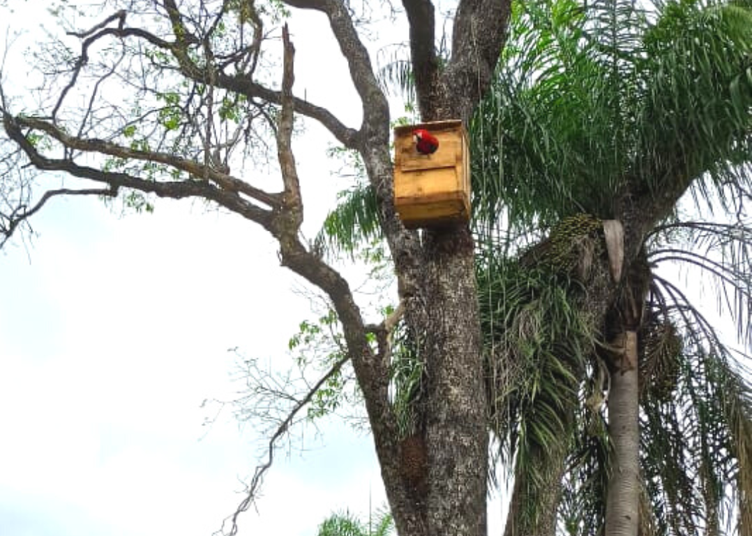 Instituto Arara Azul instala novo ninho artificial na Estância Mimosa
