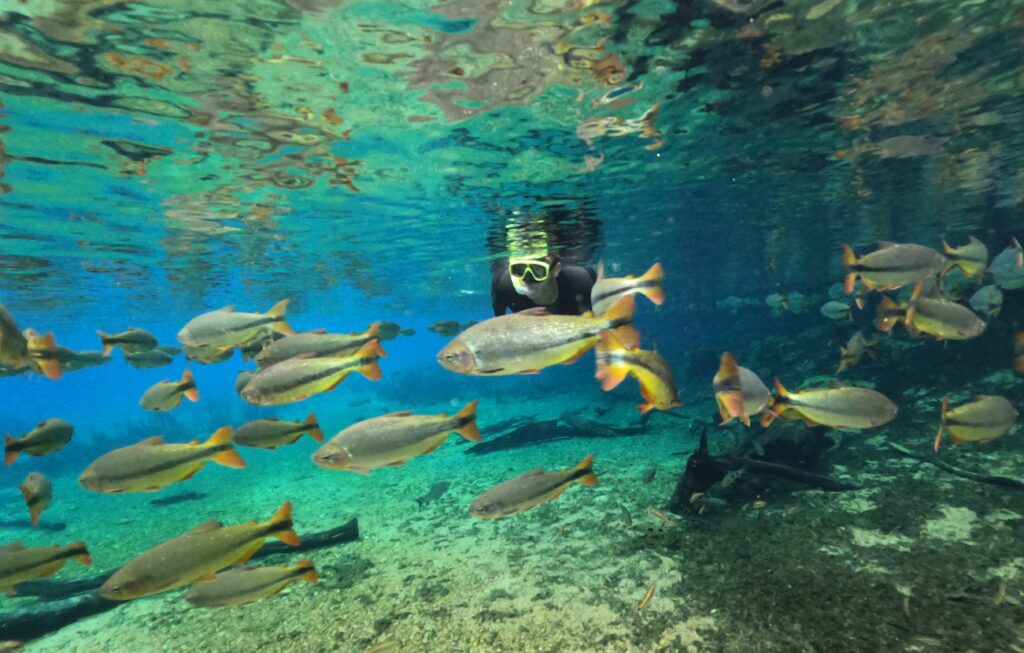 Homem flutua em rio de águas azuis e cristalinas acompanhados por peixes em um cenário incrível do Recanto Ecológico Rio da Prata.