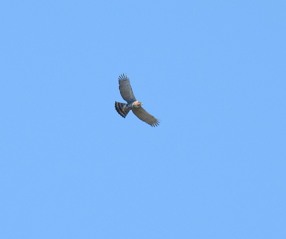 Gavião de penacho é visto na Estância Mimosa em Bonito/MS.