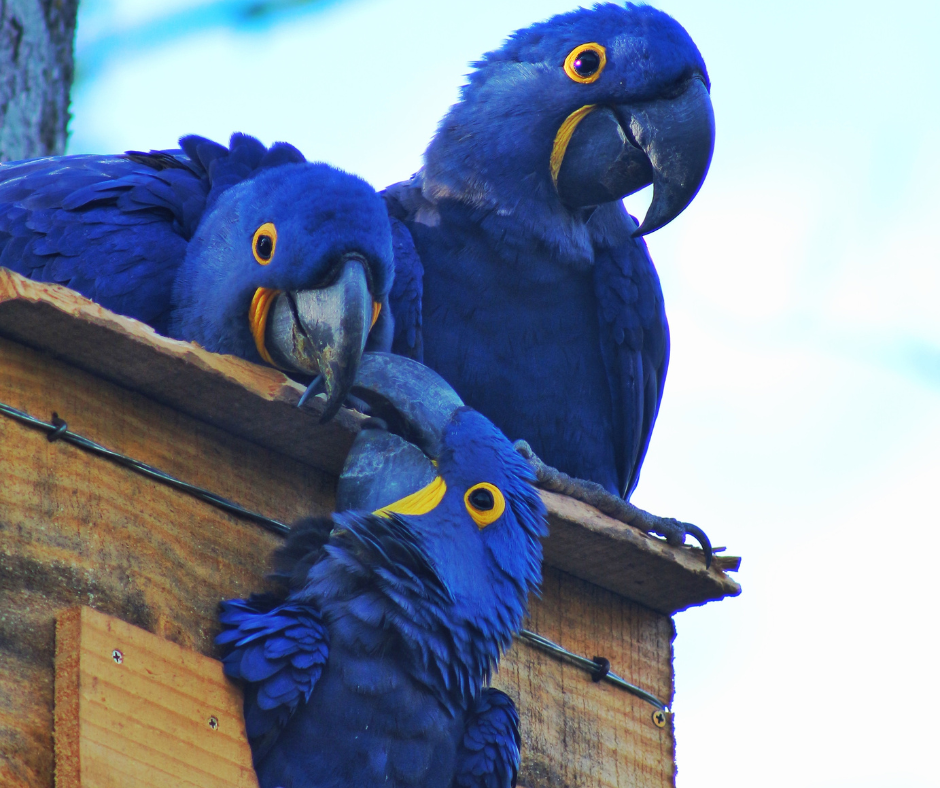 Arara azul na Estância Mimosa em Bonito/MS