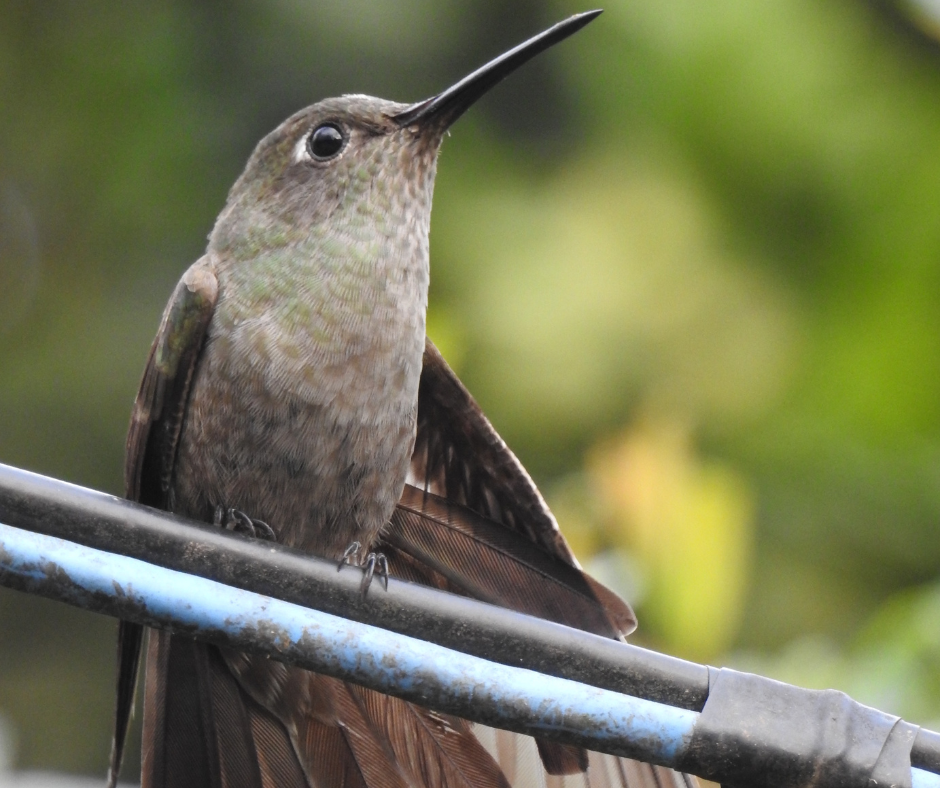 Beija-flor-cinza avistado na Estância Mimosa em Bonito MS