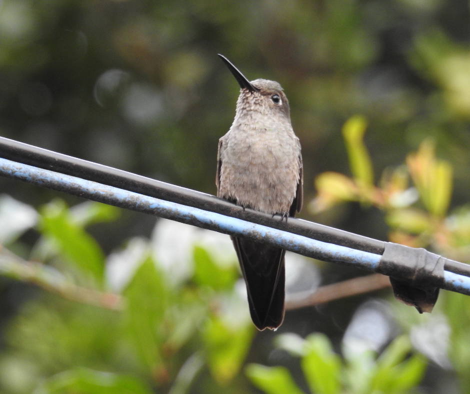 Beija-flor-cinza avistado na Estância Mimosa em Bonito MS