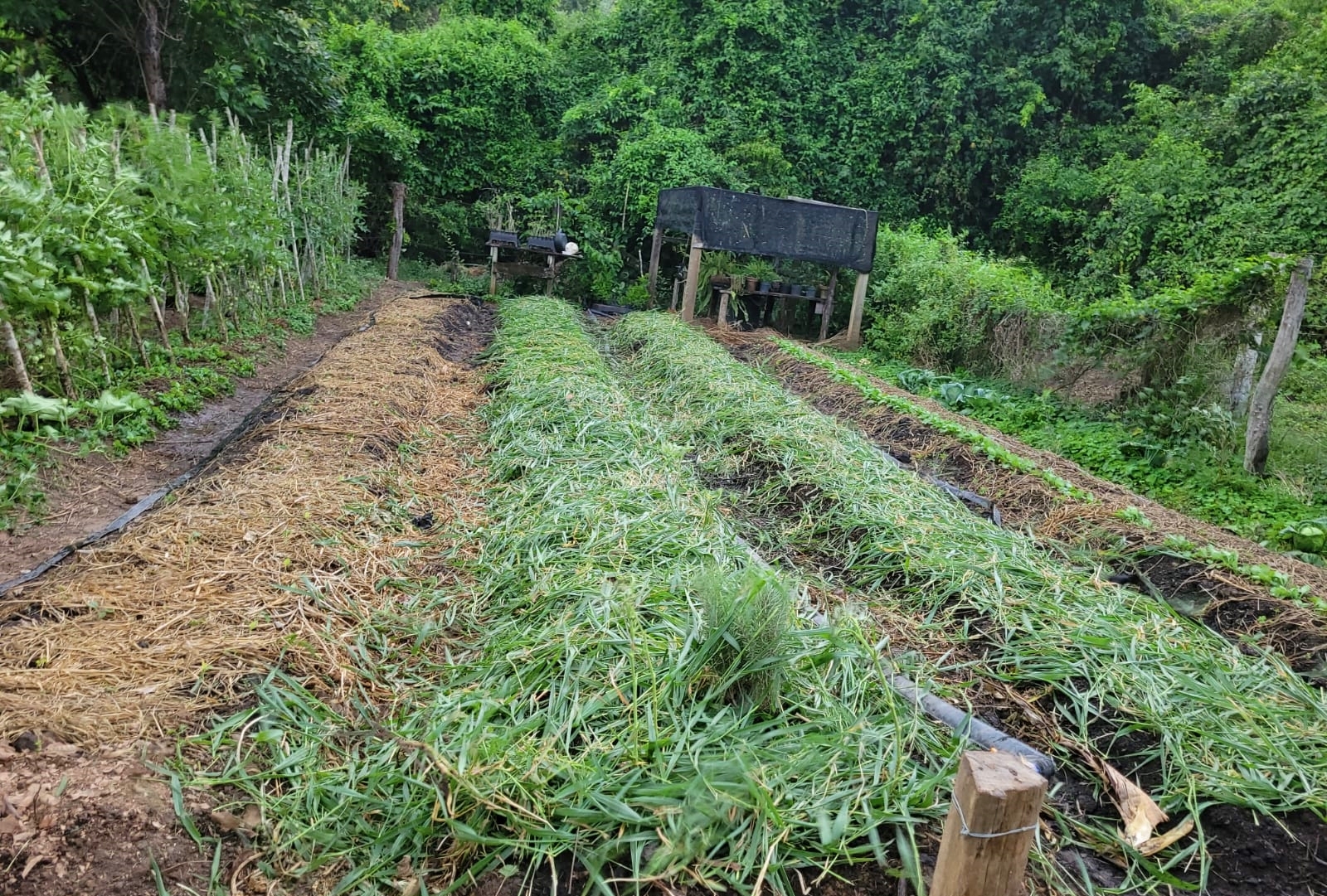 Plantio na agrofloresta da Estância Mimosa