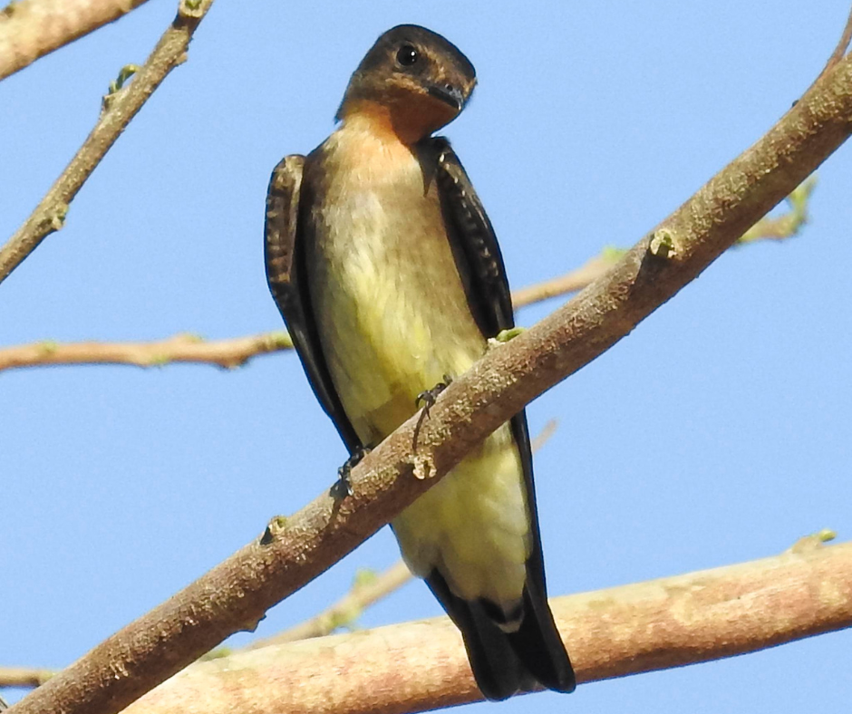 Andorinha-serradora é avistado na Estância Mimosa_Foto Fernando Maidana