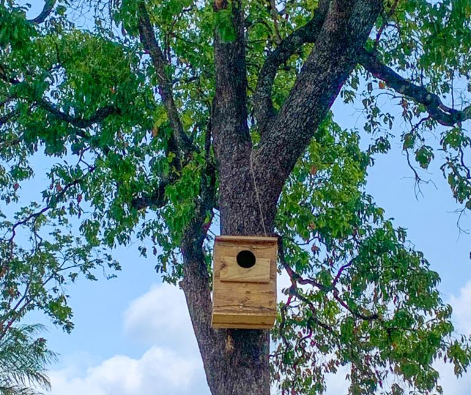 Filhote de Arara Azul nasce em ninho artificial na Estância Mimosa