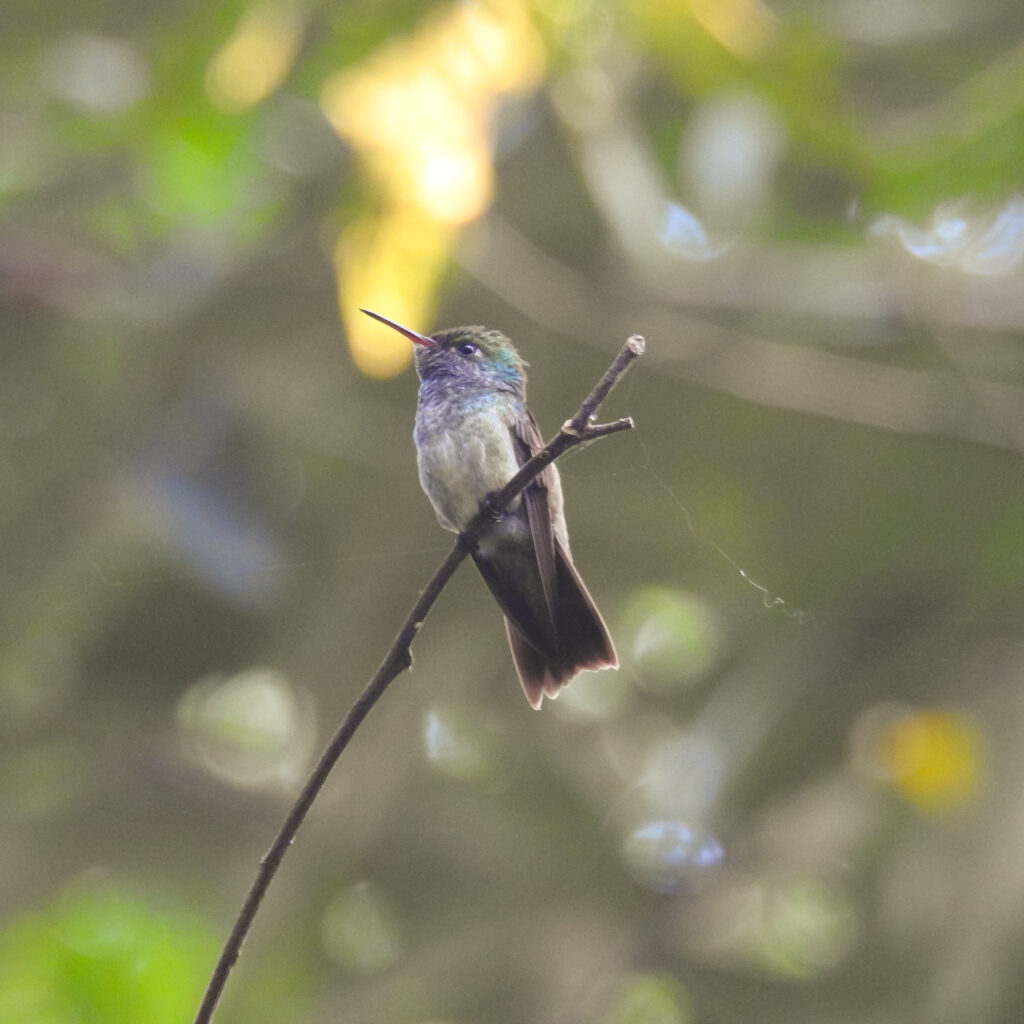 beija-flor-de-cabeça-azul_avitado-na-Estância-Mimosa-Bonito-MS