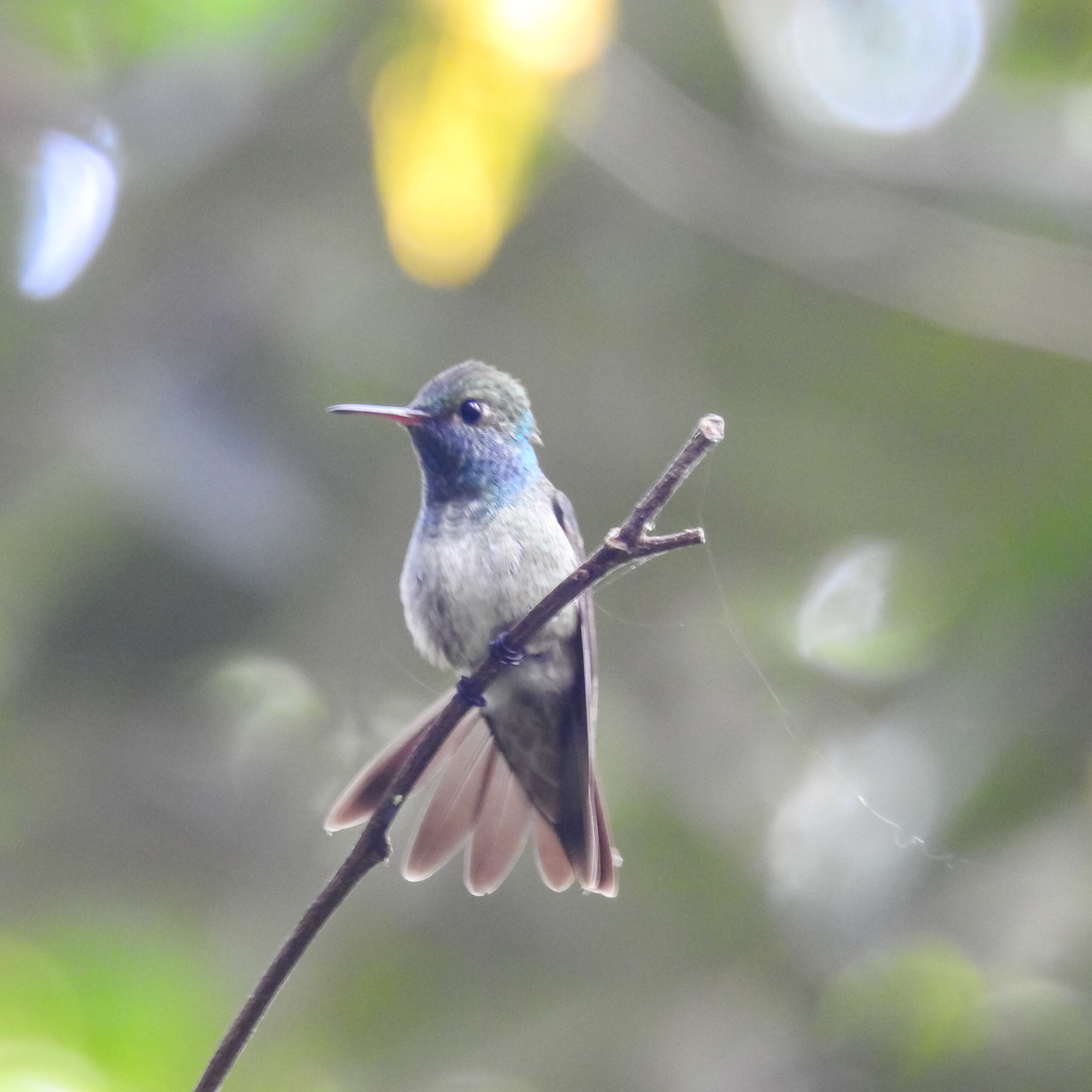 Beija-flor-de-cabeça-azul na Estância Mimosa