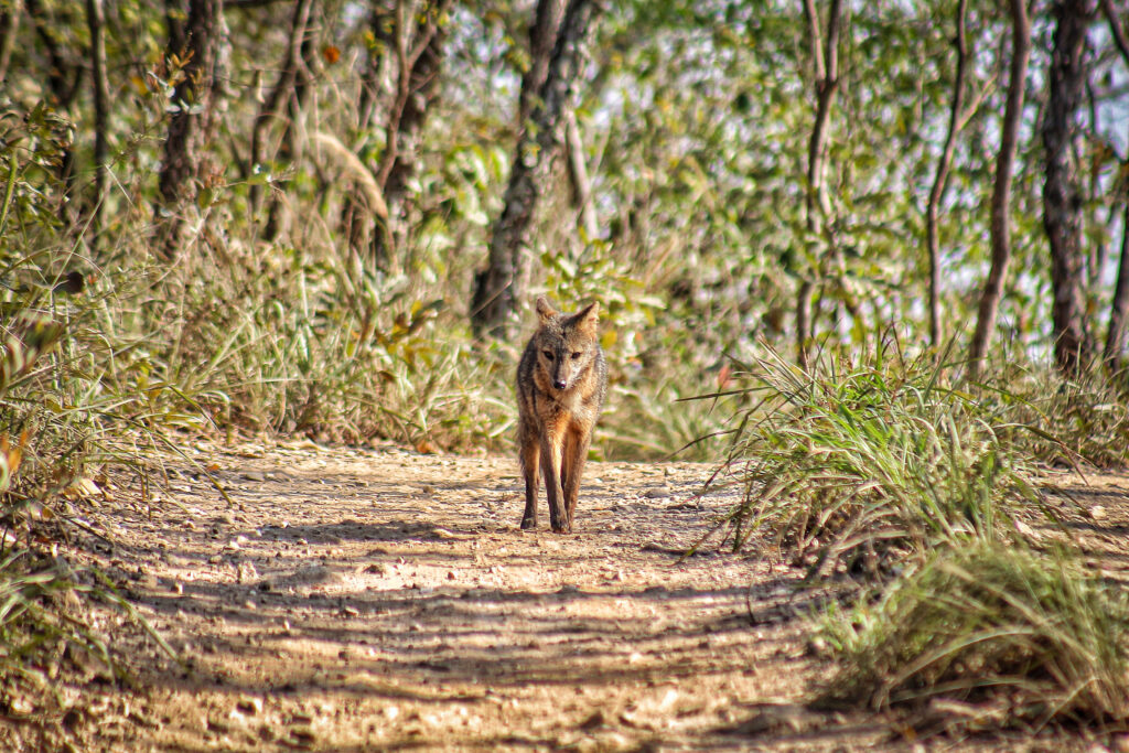 cachorro-do-mato-avistado-na-trilha-da-estancia-mimosa