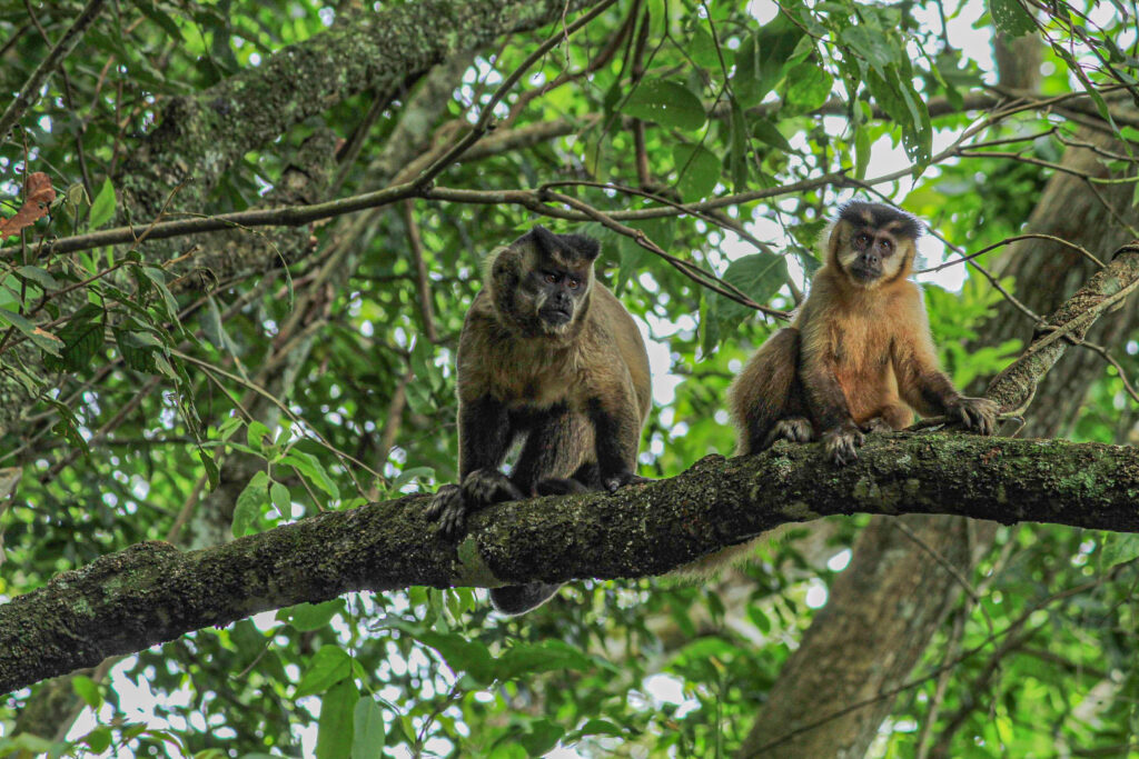 macaco-prego-na-estancia-mimosa-bonito-ms