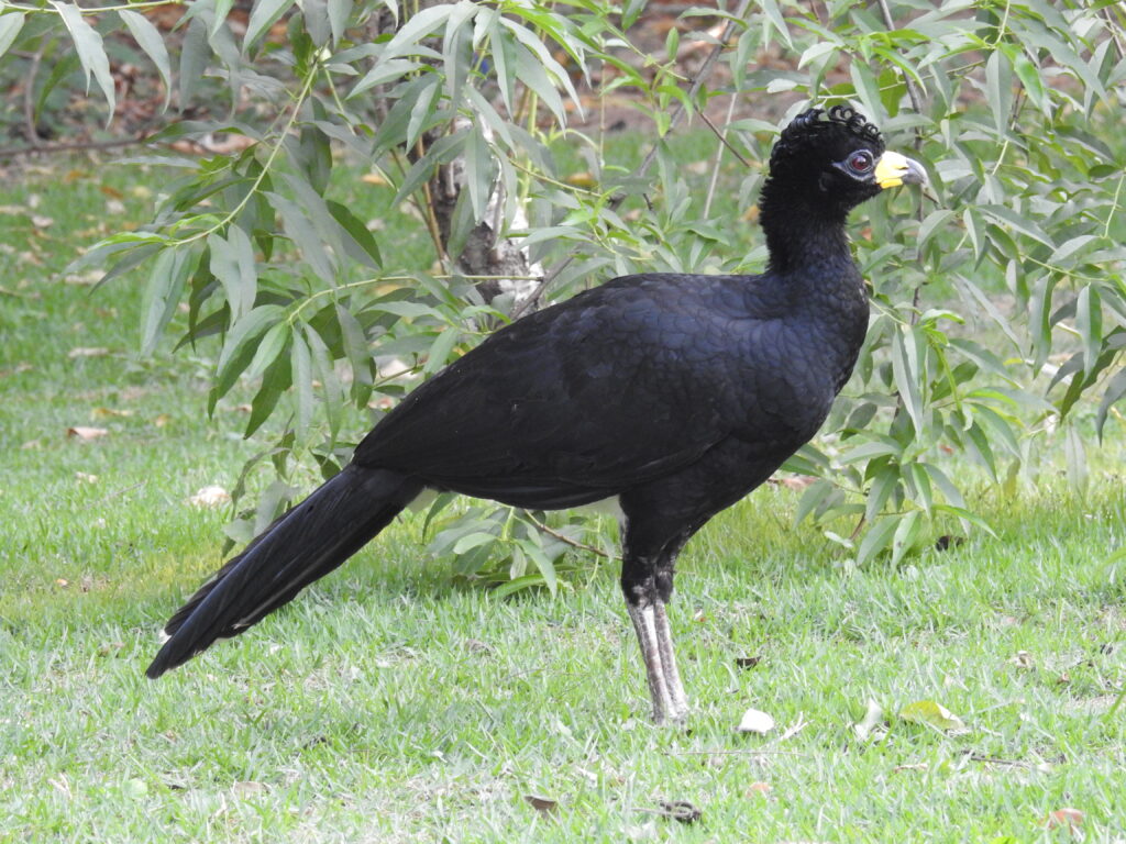 mutum-de-penacho-na-estância-mimosa-bonito-ms