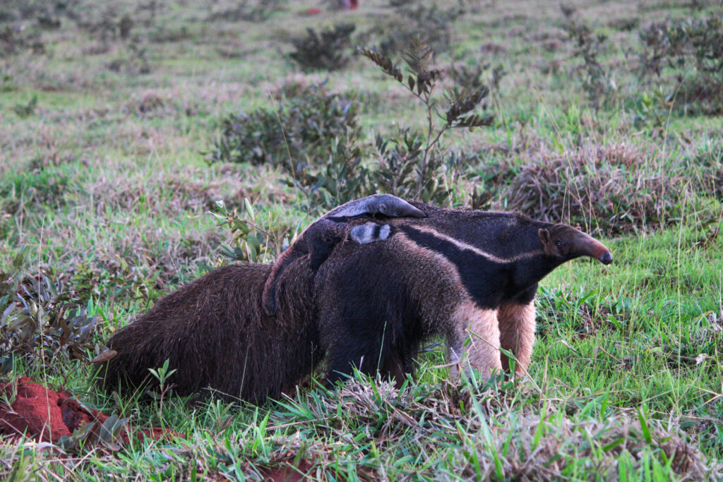 tamandua-bandeira-na-estancia-mimosa-boito-ms