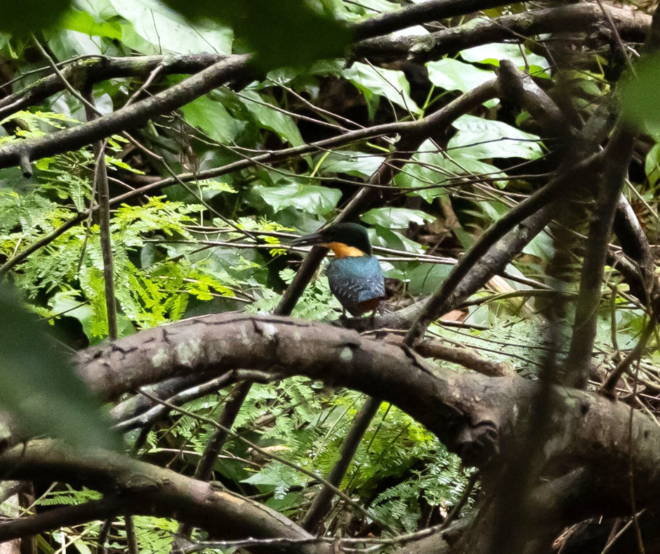 Martim-pescador-da-mata é registrado na Estância Mimosa