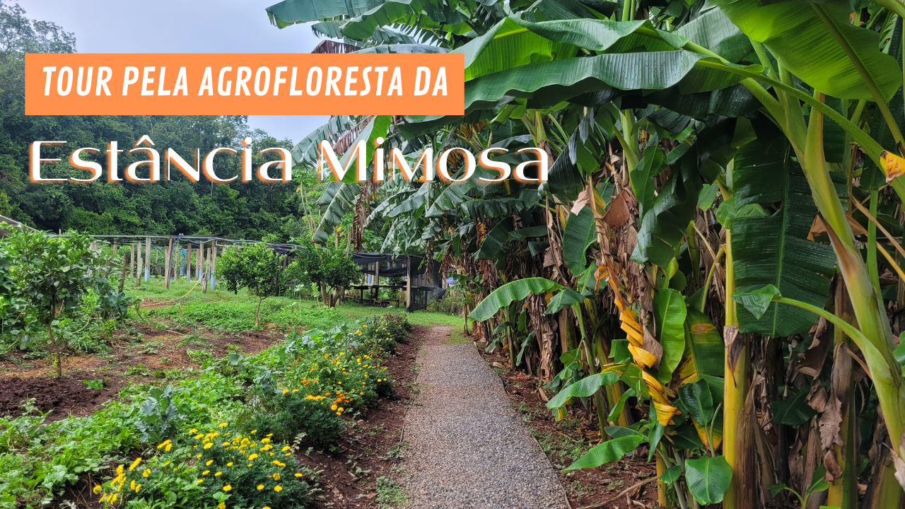Agrofloresta na Estância Mimosa: faça um tour com Dona Élida