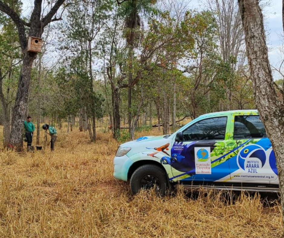 Instituto Arara Azul monitora ninhos artificiais na Estância Mimosa
