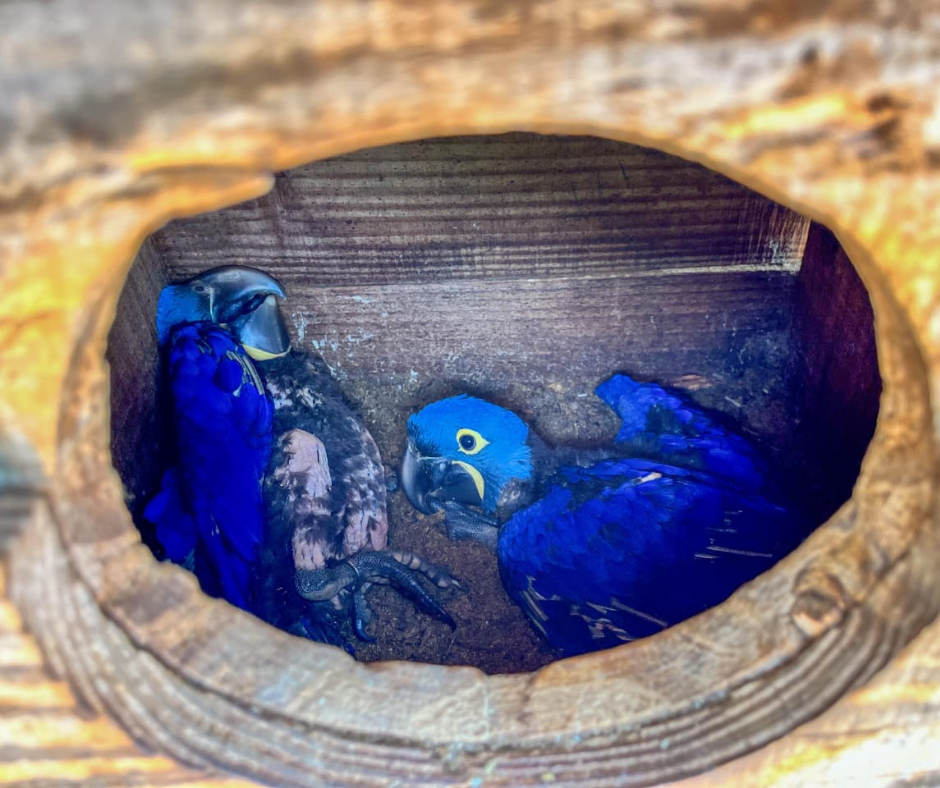 Filhotes de Arara-Azul passam por procedimentos na Estância Mimosa