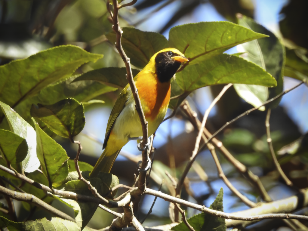 Saíra-de-papo-preto