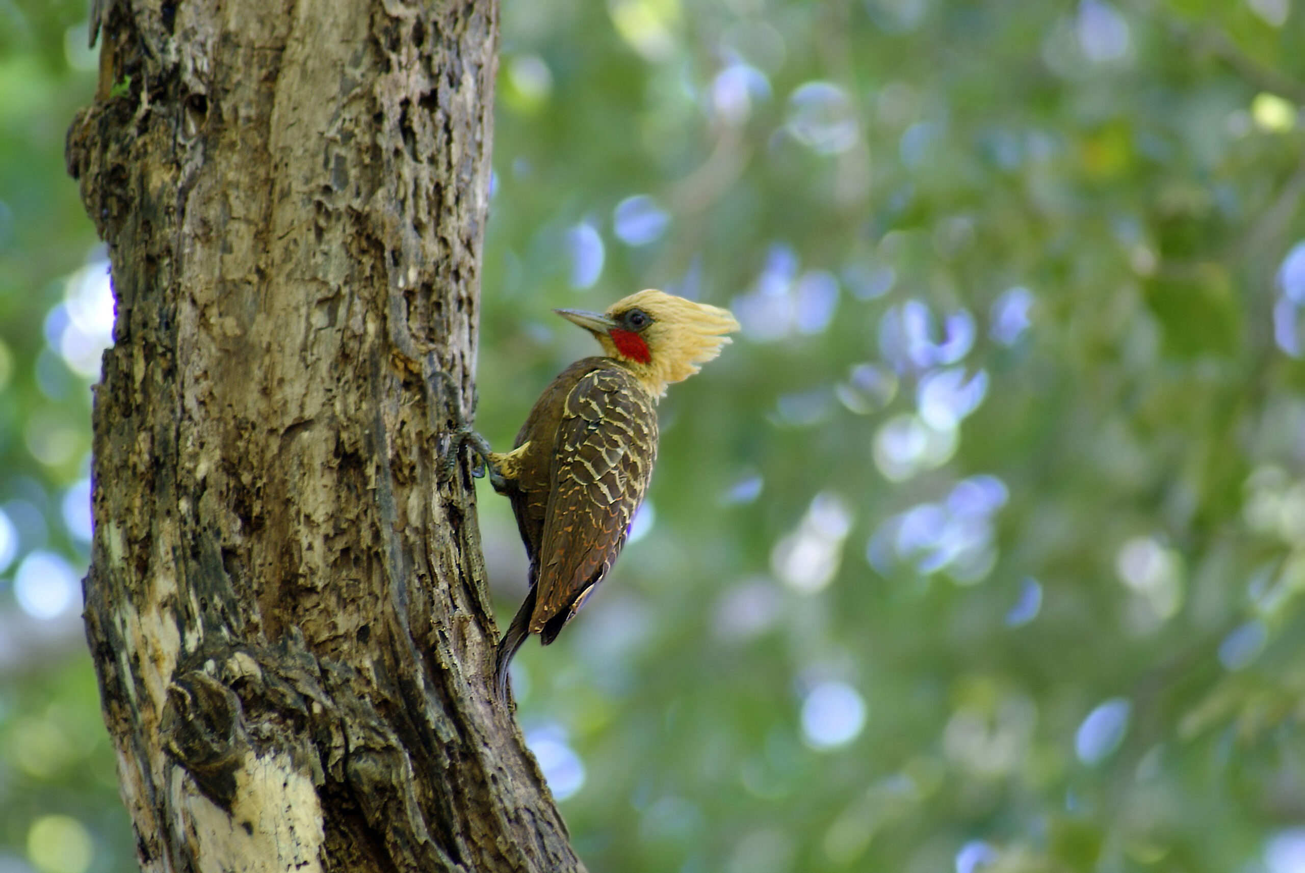Casal registra 50 espécies de aves na Estância Mimosa