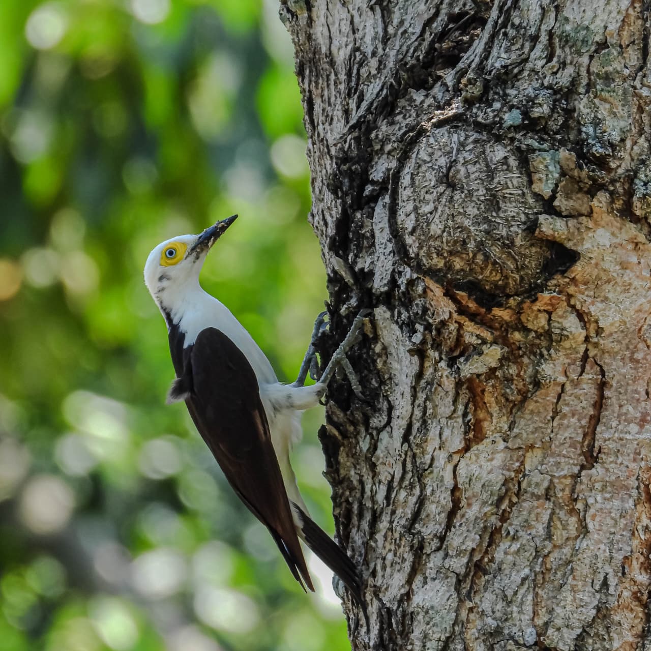 Estância Mimosa registra 125 espécies de aves durante o Global Big Day 2025