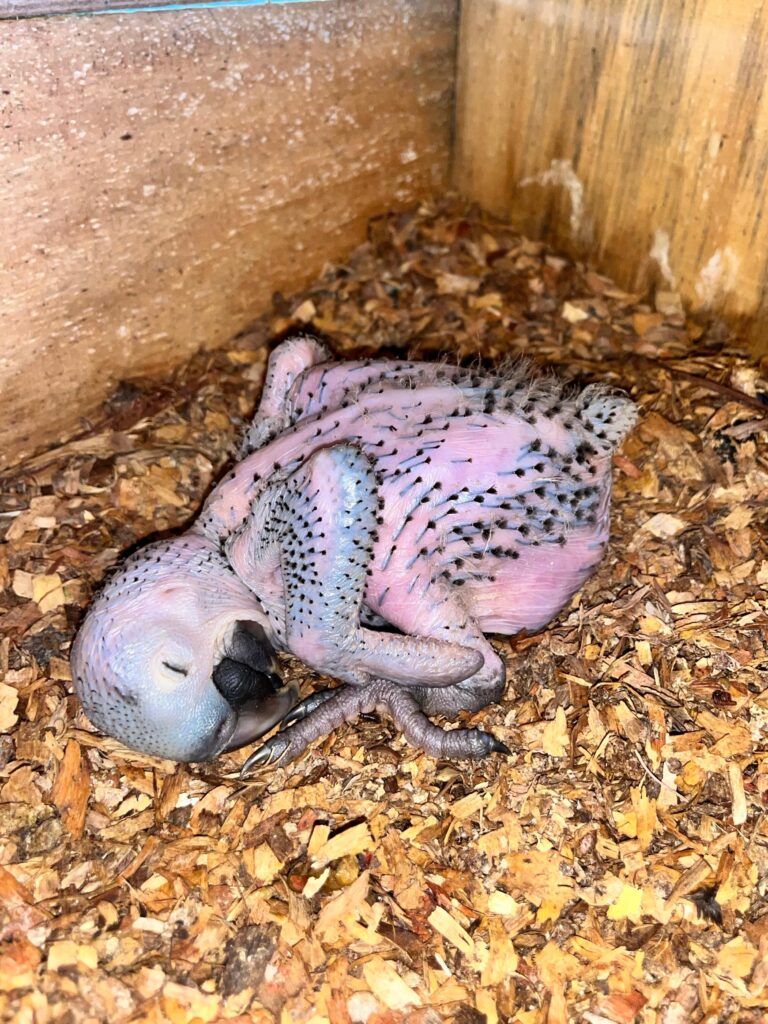 Filhote de arara azul_ninho artificial_Estância Mimosa