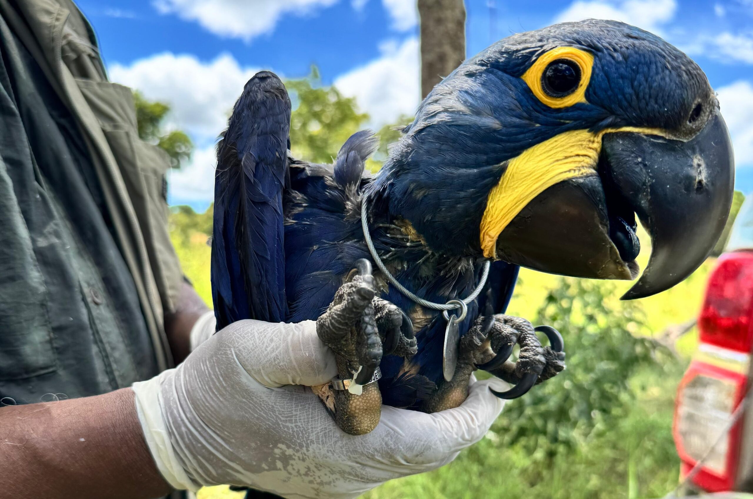 Filhotes de arara-azul e falcão-acauã são registrados na Estância Mimosa
