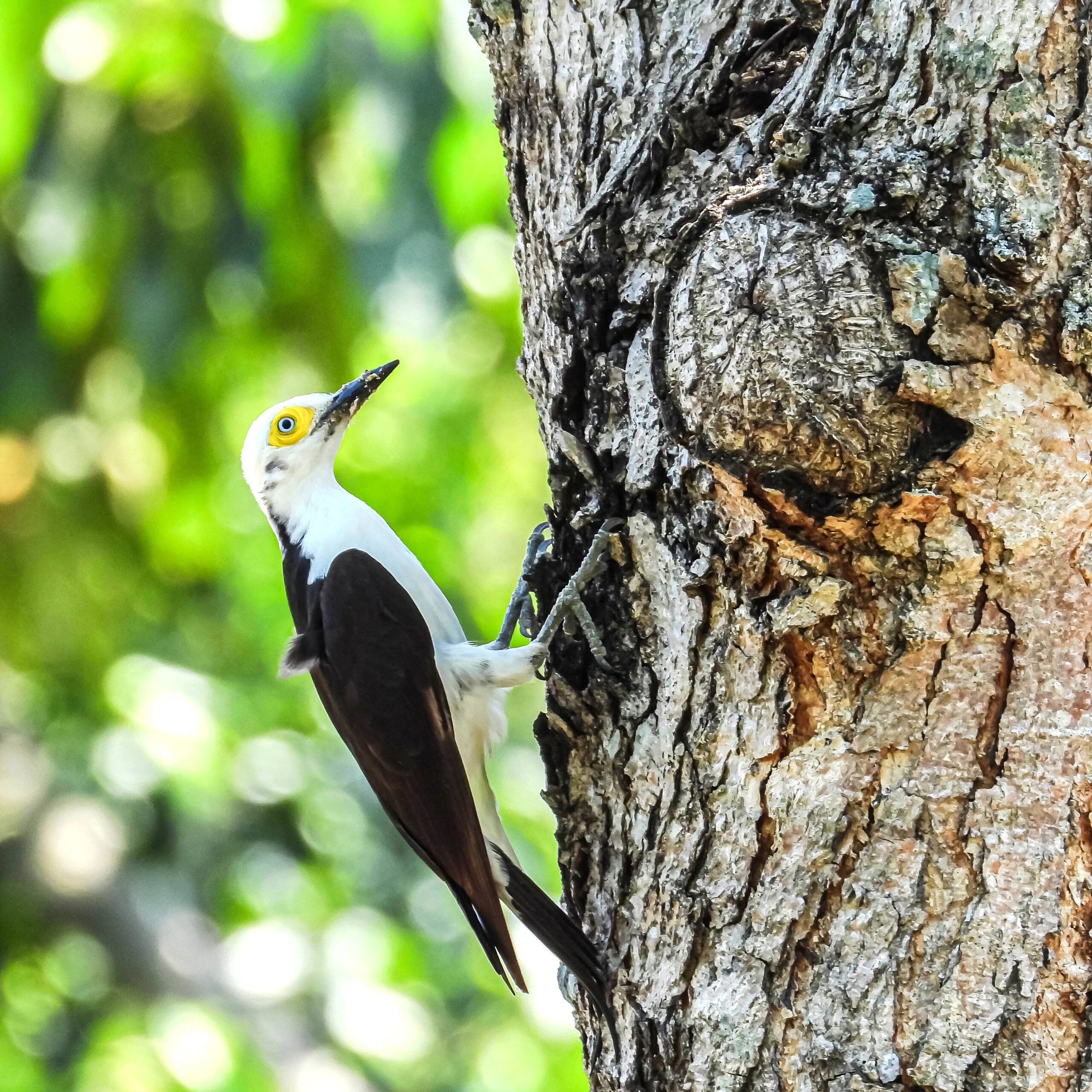 Observação de aves na Estância Mimosa em Bonito (MS)