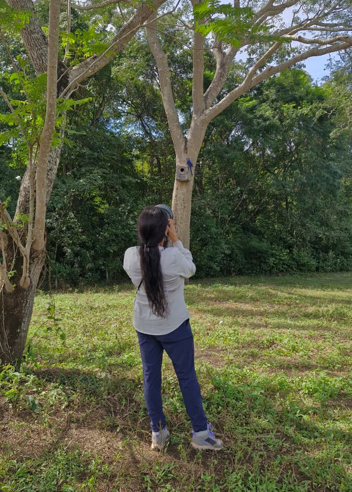 Observação de aves na Estância Mimosa registra 65 espécies em uma única visita
