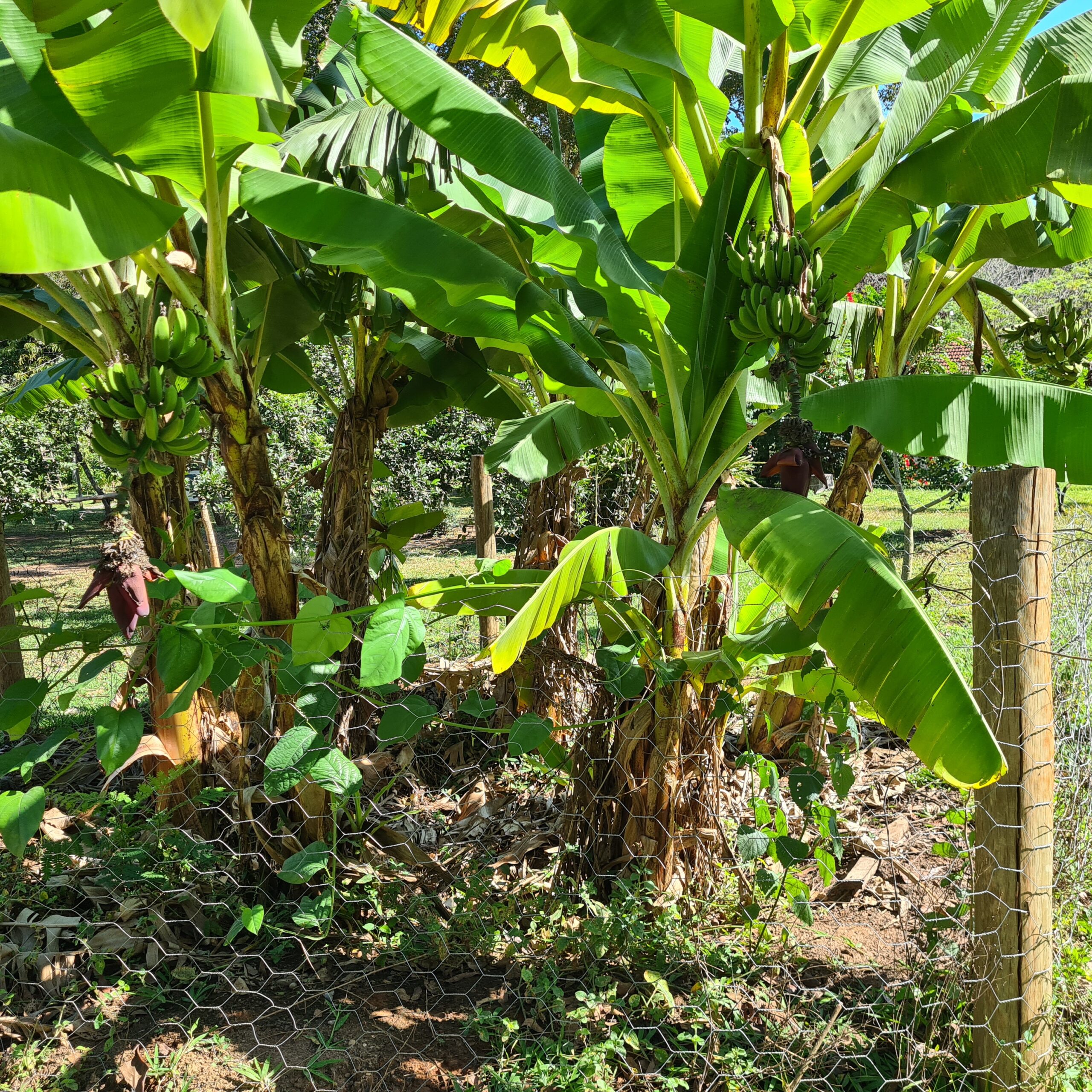 Estudo destaca resultados positivos do saneamento ecológico na Estância Mimosa e em comunidades rurais de Bonito (MS)