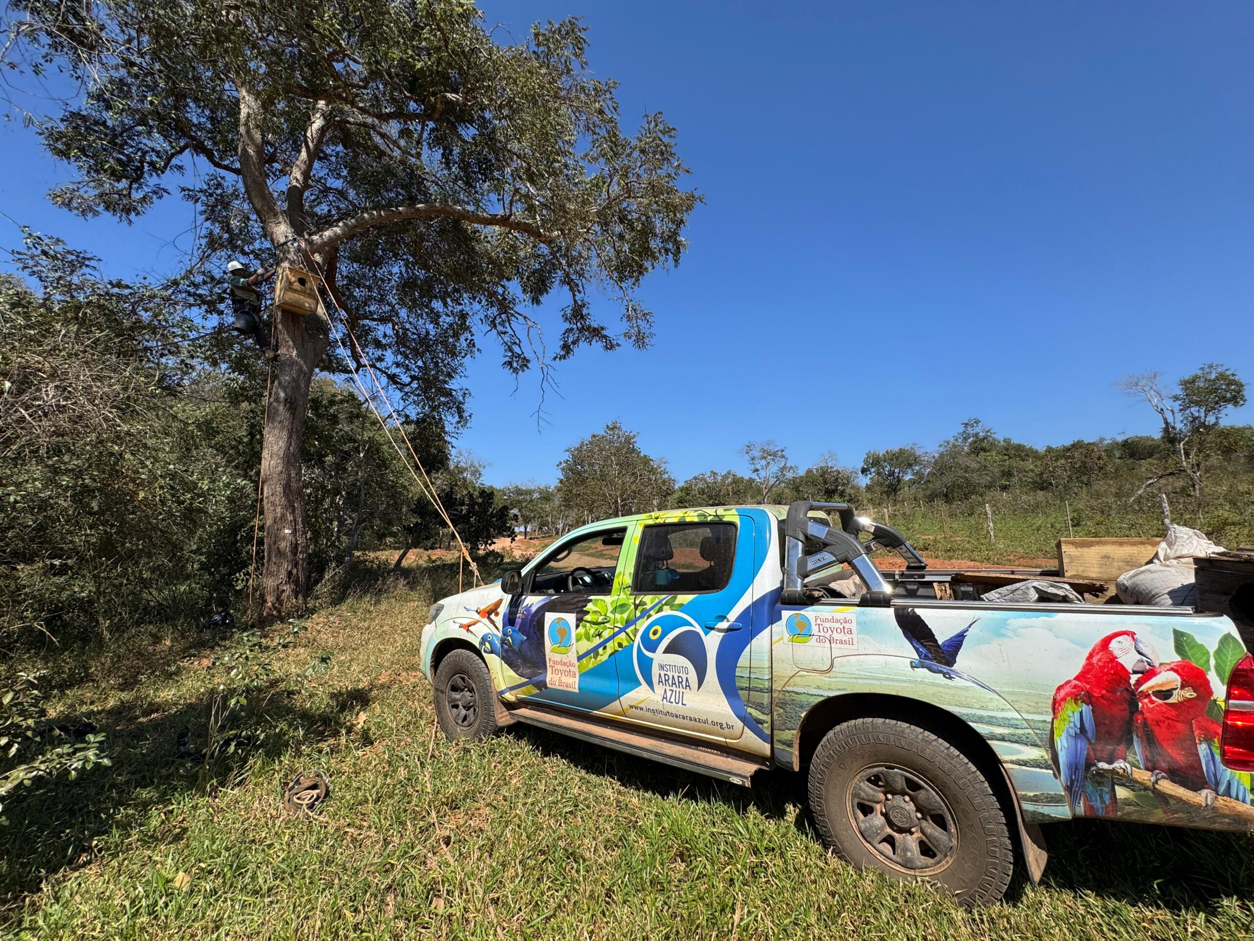 Instituto Arara Azul realiza monitoramento de ninhos artificiais na Estância Mimosa