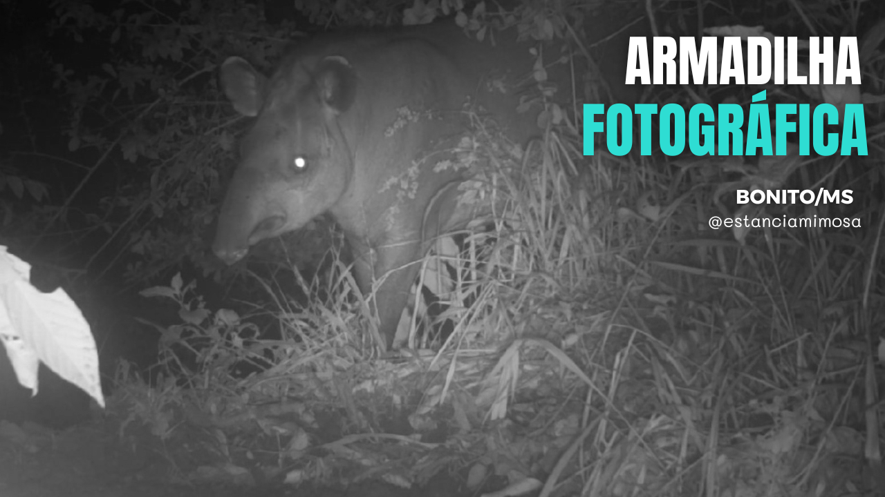 Armadilhas fotográficas registram fauna da Estância Mimosa